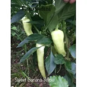 25 Seeeds Sweet Yellow Banana Pepper Seeds Healthy Planting Food Fresh - £7.96 GBP