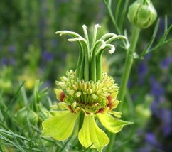 MBK 40 Nigella Transformer Seeds Easy to Grow - $10.50