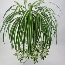 Gwokwai 2 Pcs. Artificial Chlorophytum, 25 X 15 Inch Faux Plant Hanging Basket - £33.12 GBP