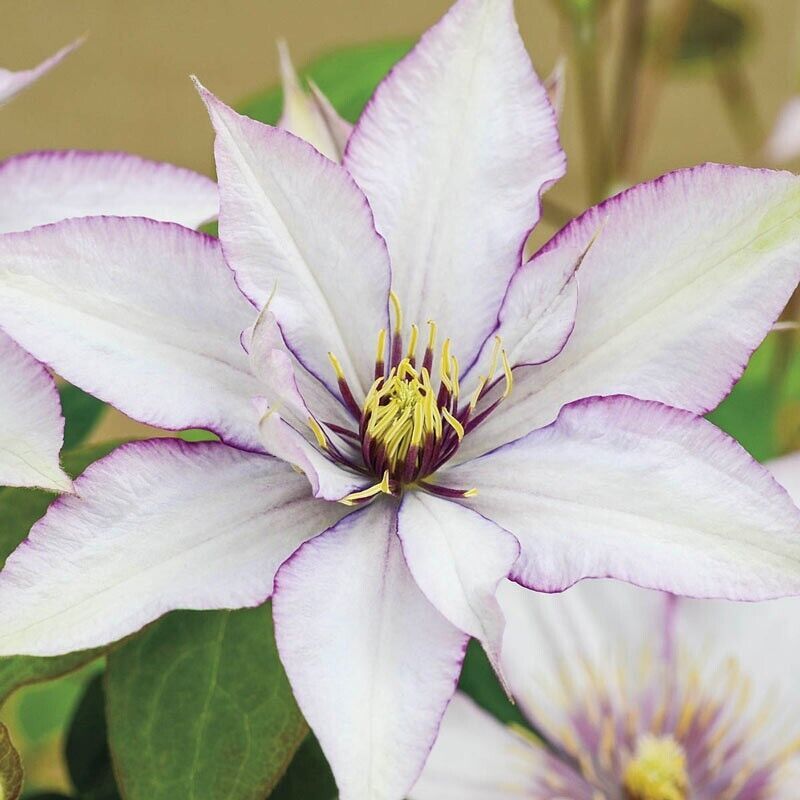 25 Sammi Jo Clematis Seeds Climbing Perennial Plumeria Bloom Seed Fresh ... - $9.78