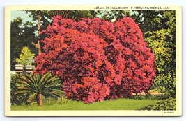 Postcard Azalea in Full Bloom in February Mobile Alabama AL - £3.59 GBP