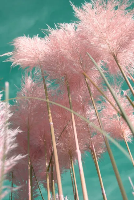 Pampas Grass Pink 200 Seeds (Cortaderia Selloana) Fresh Garden - £15.72 GBP