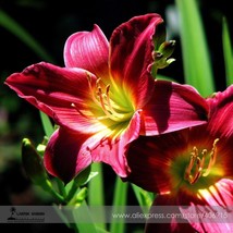 US Seller 50 Seeds Lilium Lily Flower Fragrant Flower J - $9.99