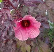 Cranberry Hibiscus 6 to 8 Inch Live Starter Plant &quot;Hibiscus acetosella&quot; ... - $19.99