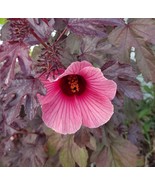 Cranberry Hibiscus 6 to 8 Inch Live Starter Plant "Hibiscus acetosella" Plant - $19.99