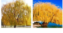 Yellow Willow 5 Seeds Tree Weeping Flower Giant Flowers Seed Perennial - £17.68 GBP
