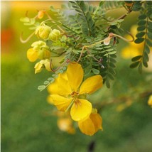 New Fresh USA Seller Wild Senna Senna Hebecarpa Min 10 Seeds - £6.62 GBP