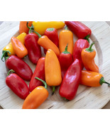 20 Seeds Organic Mini Sweet Bell Pepper US Fast Shipping - $174.70 MXN