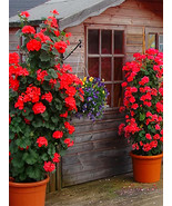 Climbing Geranium Red New Fresh Gardening - $16.23