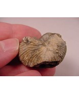 (F424-H) 1-1/8&quot; Ammonite fossil ammonites extinct marine molluscs shell ... - £8.12 GBP