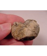 (F424-H) 1-1/8&quot; Ammonite fossil ammonites extinct marine molluscs shell ... - $10.39