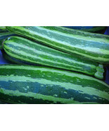 20+ Italian Squash Zucchini Seeds  |NON-GMO Heirloom  #95 - €1,90 EUR