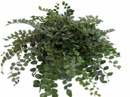 4&quot;Pot  Button Live Plant Fern Pellaea Rotundifolia Unusual Easy Grow Houseplan - £45.69 GBP