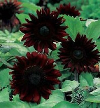 HGBO 25 Seeds Black Magic Sunflower Seeds Flowers Seed Flower Perennial Bloom 24 - £6.74 GBP