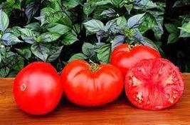 20+ Seeds Tomato HANNAH’S PRIZE DWARF Organic Indeterminate Striped USA ... - $13.00