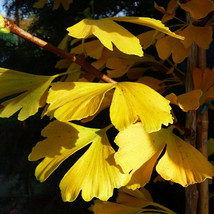 Maidenhair Fossil Tree Gingko Biloba 5 Seeds Green To Yellow Ornamental Leaves - $6.98