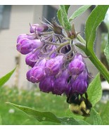 Heirloom Comfrey Plants from My Indiana Homestead Garden, Grown &quot;Organic&quot; - €7,63 EUR+