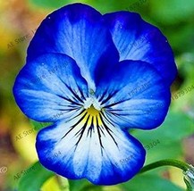 100  pcs Beautiful Pansy Plant Mix Color Wavy Viola Tricolor Flower Flores Bonsa - £4.45 GBP