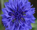 Cornflower Bachelor Button Blue Dwarf 20 Seeds. 2023 Crop - £6.46 GBP