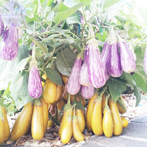 Eggplant Fairy Tale Purple Yellow Vegetable Seeds 200 Seeds Pack Tasty Organic B - £4.24 GBP