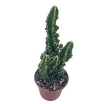 Acanthocereus tetragonus &#39;Fairy Castle&#39; Cactus, Night-blooming Cereus, 2 - $8.41