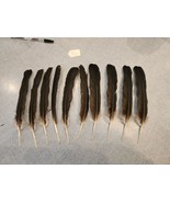 CE73 Real Lot of 10 Asian Woolly Necked Stork (Ciconia episcopus) Feather - £50.53 GBP