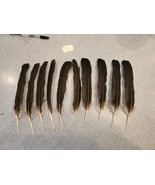 CE73 Real Lot of 10 Asian Woolly Necked Stork (Ciconia episcopus) Feather - £48.04 GBP