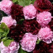 TH 30 Seeds  Alcea Very Berry Double Hollyhock Flower Seeds Mix / Perennial - £12.03 GBP