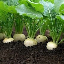 Fresh White Egg Turnip Seeds Heirloom - $4.00