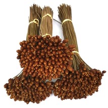 Xyris indica L. Dried Flowers for Natural Decor - Durable &amp; Versatile - $278.20 MXN