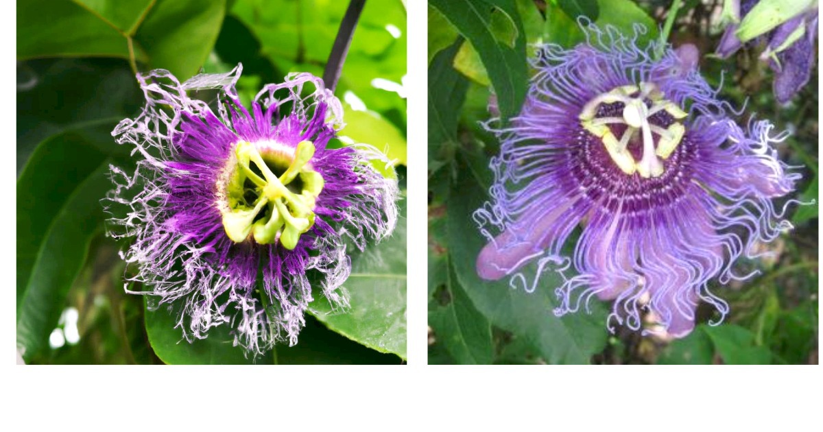 Possum Purple - Passion Fruit - Passiflora edulis 2 Live Plants - £43.15 GBP