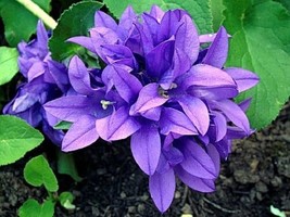 50 Campanula Blue Canterbury Bells Perennial Flower SeedsFrom US - $8.35