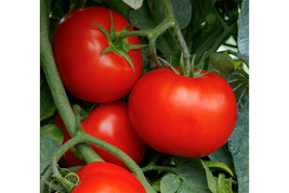 HSeeds 50 Seeds Camaro Tomato Juicy Tomatoe Vegetable Garden Edible Food - £4.02 GBP