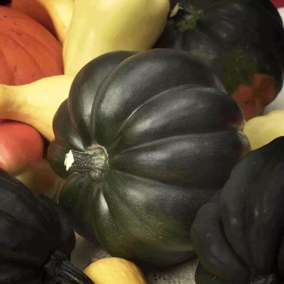 RAFH Table Queen Acorn Winter Squash 30 Seeds, Non GMO Variety Heirloom Seeds - $8.75