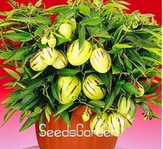 100 Pieces Lot Genuine Melon Tree Seed Pepino Plants Fruit Us Seller - £11.45 GBP