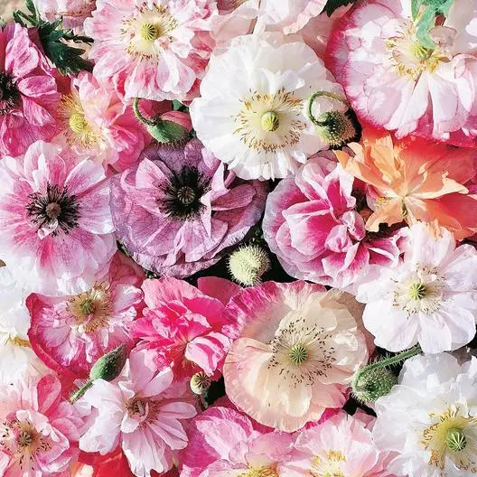 Fresh Poppy Angel’S Choir White Mix Fall Planting Spring Flowers Non-Gmo 300 See - £8.62 GBP