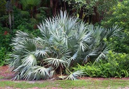 Serenoa Repens Silver Saw Palmetto Seeds Fresh USA Fast Shipping - $14.98