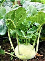 BPA White Vienna Kohlrabi Seeds 500 Seeds Non-Gmo   From US - £6.00 GBP