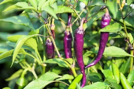 50 Purple Cayenne Pepper Capsicum Annuum Vegetable Seeds From US  - $8.35