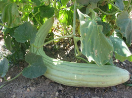 50+ Armenian Yard Long Cucumber Seeds ORGANIC - £5.09 GBP