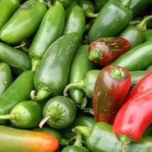 USA SELLER 100 Jalapeno hot pepper seeds 173 Free Shipping - $14.70