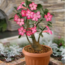 Heirloom Trumpet Adenium Desert rose - 2 Seeds - £5.19 GBP