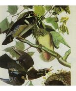 Wood Duck Bird 1946 Color Plate Print John James Audubon Nature DWV2A - €34,33 EUR