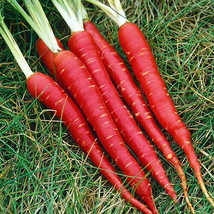 Atomic Red Carrot Seeds Seed Store 1091 - $5.89