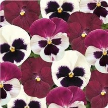 30 Pansy Matrix Raspberry Sundae Flower Seeds Fragrant - £13.53 GBP