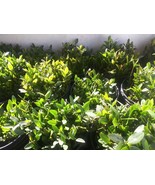 2 BIG XXL RED MANGROVE PLANTS  SALTWATER / FRESHWATER AQUARIUM - $48.66 CAD