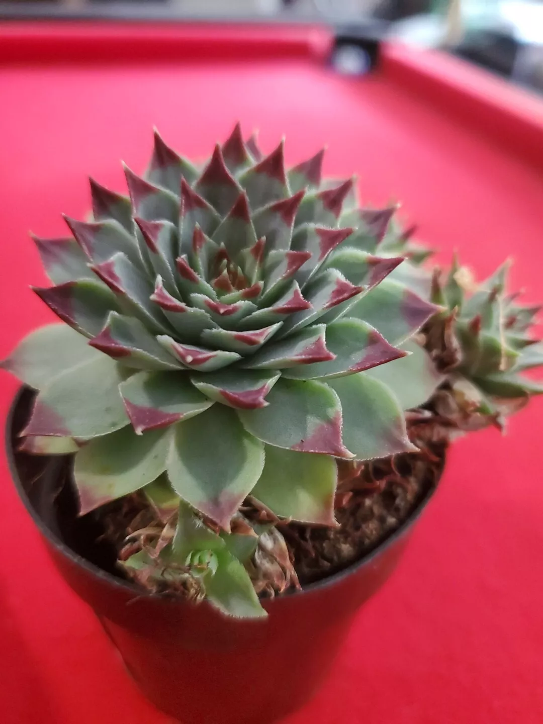 Sempervivum Calcareum Jord. Hen Chics Purple TIP Collector&#39;s Rare 2.5&quot; Pot - $25.94