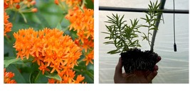 Live | Starter Plug | Asclepias tuberosa | Butterfly Weed | Butterfly Garden - £27.17 GBP