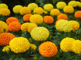 Marigold French Petite 100 Seeds Heirloom Flower Fresh - £10.29 GBP