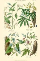 Plants used as food. Arrow Root, Cassava, Yam, Sweet Potato by William Rhind - A - £17.29 GBP+